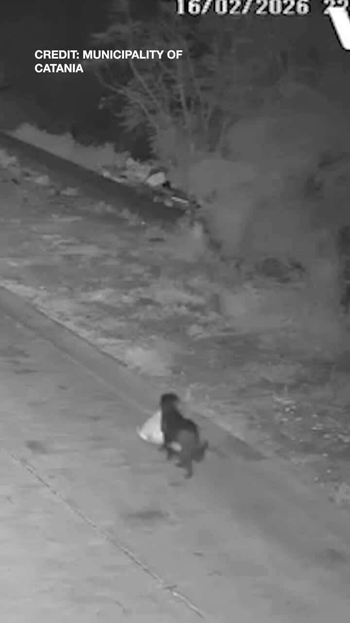 Bị phạt vì huấn luyện chó đi đổ rác trộm