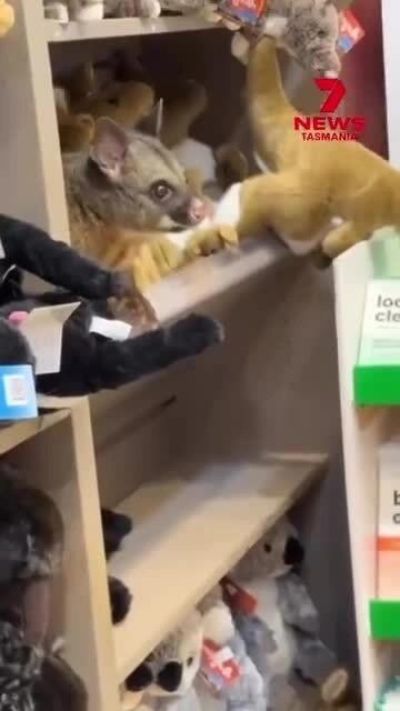 Chồn túi 'trà trộn' vào cửa hàng lưu niệm ở sân bay Australia