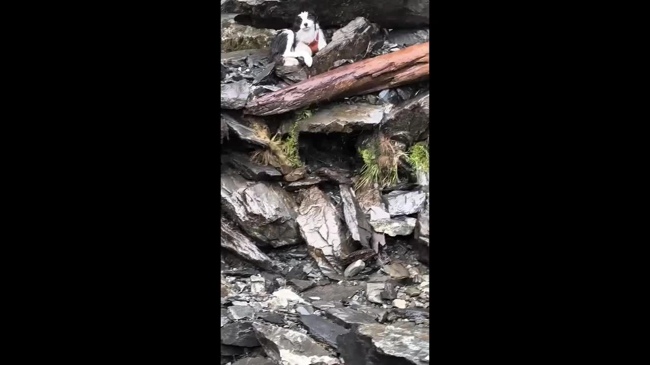 Chó được trực thăng giải cứu nhờ tiền quyên góp