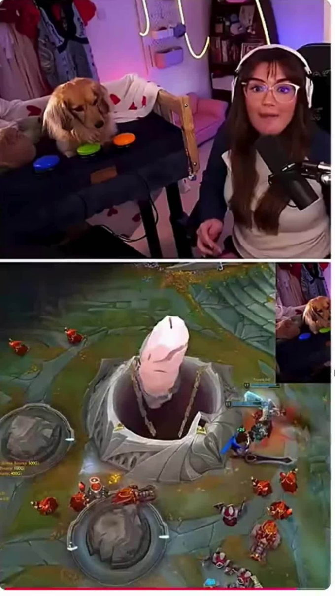 Câu nói "Chó nó còn đánh hay hơn mày" đã thành sự thật khi một cô chó có tỷ lệ thắng lớn hơn nhiều g