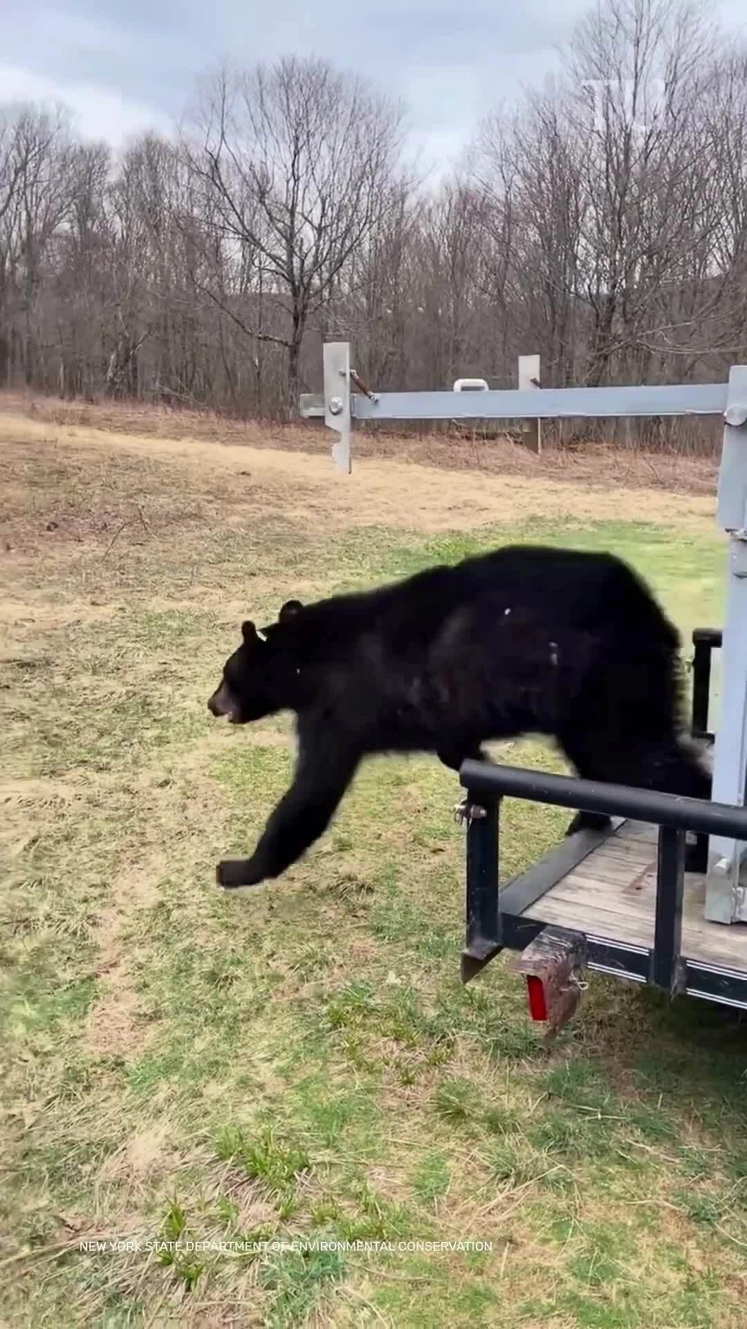 Giới chức New York thả gấu về tự nhiên