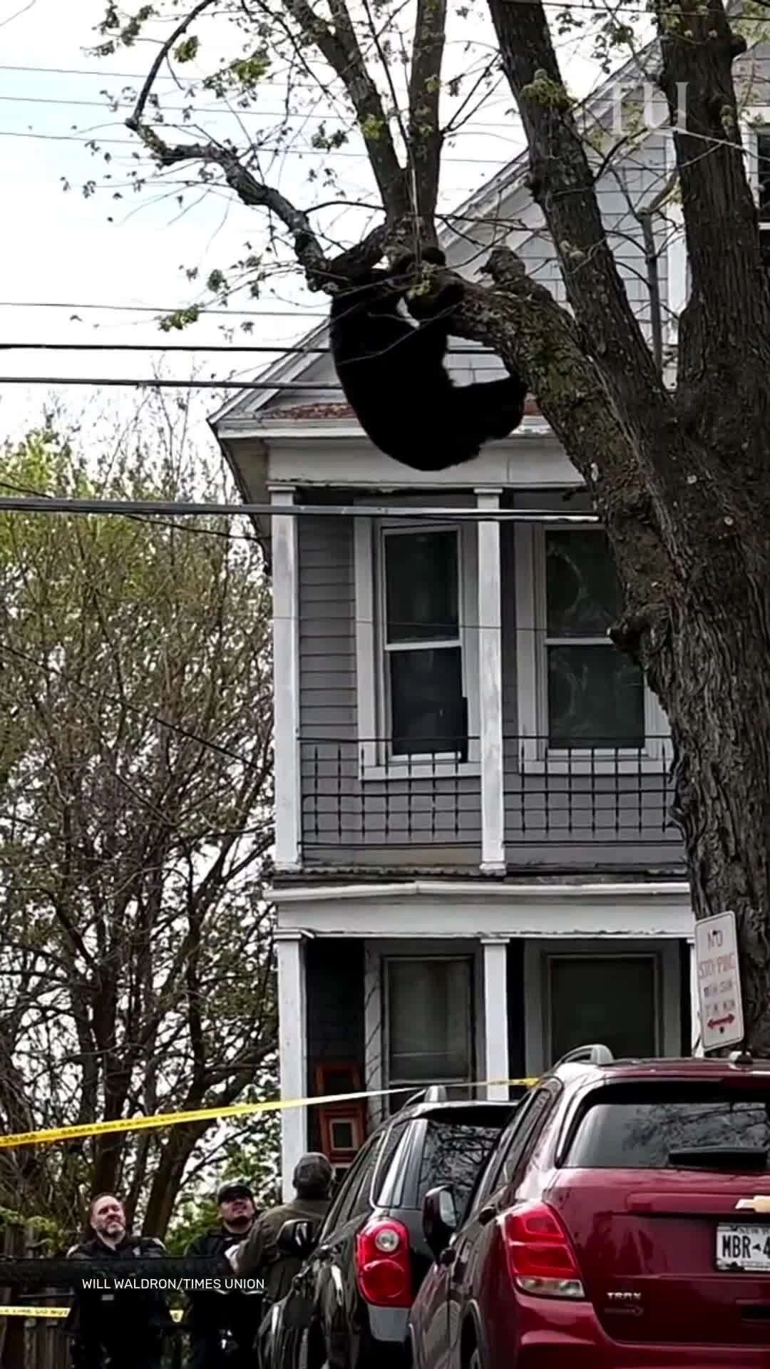 Khoảnh khắc cảnh sát Mỹ 'chộp' gấu treo lơ lửng trên cây