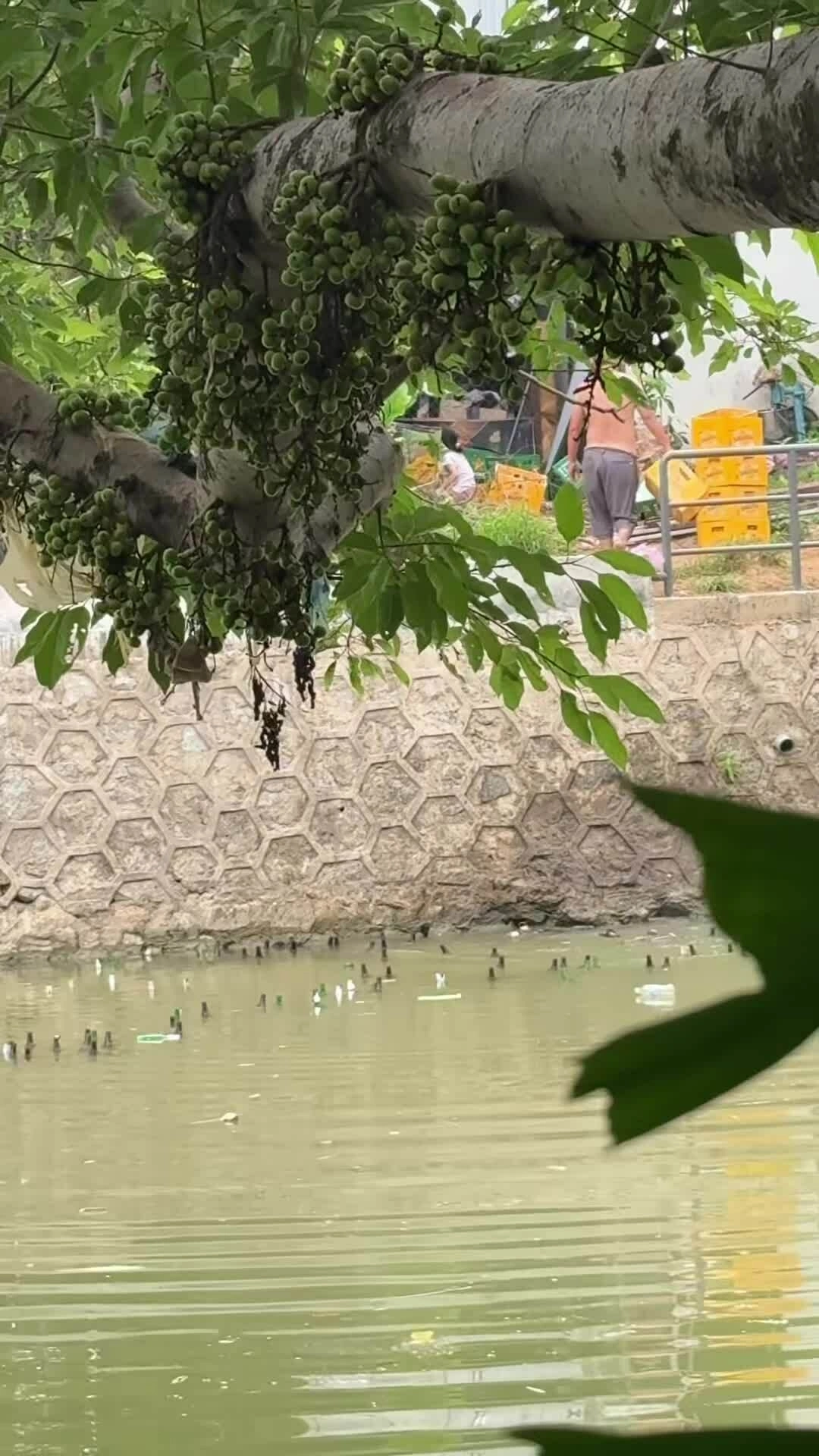 Người đàn ông vứt hàng trăm vỏ bia xuống sông