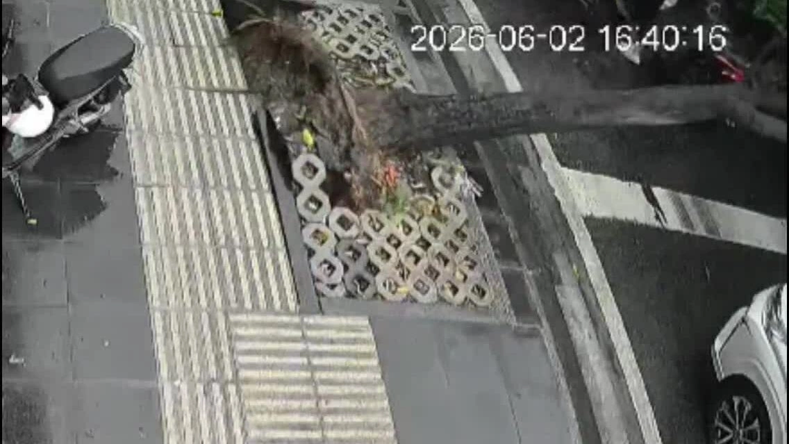 Cây đổ đè hai ôtô ở trung tâm TP HCM