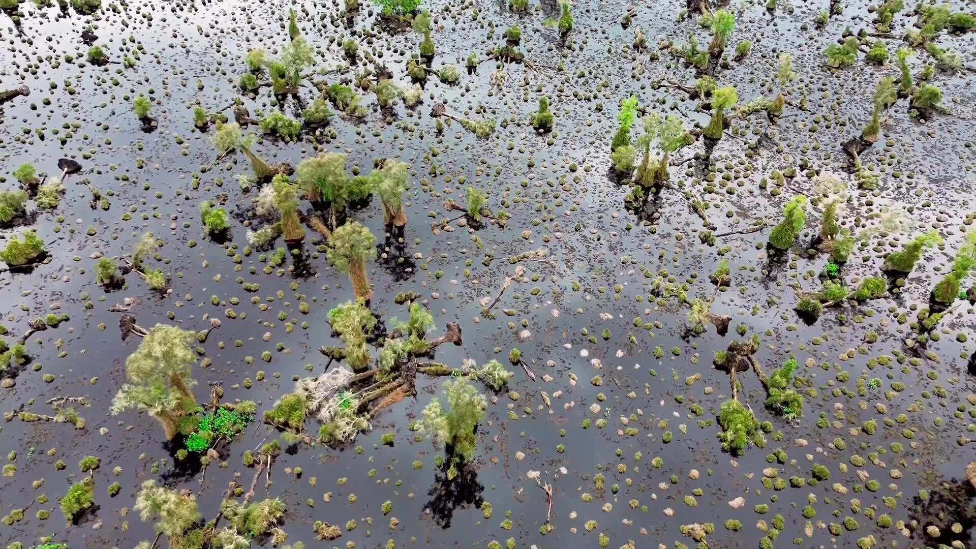 300 ha tràm Vườn quốc gia U Minh Hạ suy kiệt