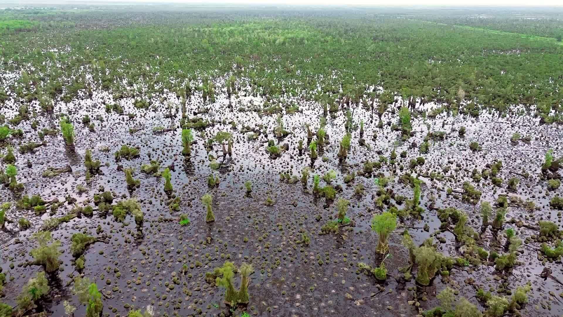 Cà Mau mời chuyên gia nghiên cứu phục hồi hàng trăm ha rừng tràm suy kiệt
