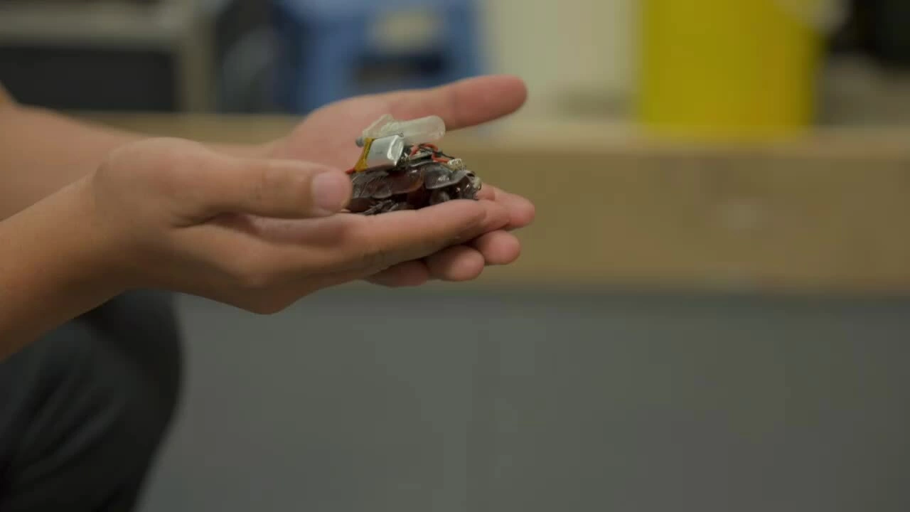 Gián 'cyborg' cứu hộ của nhóm nhà khoa học Việt