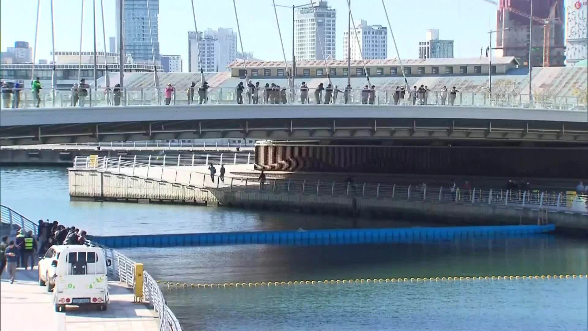 Cá mập Hàn Quốc được giải cứu, vài tiếng sau lại 'quay xe' về kênh