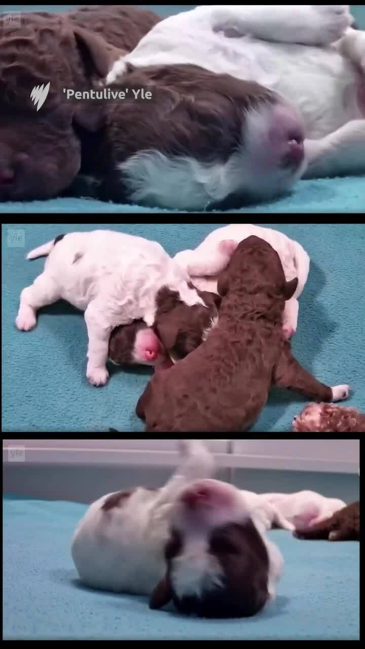 Livestream cún con gây sốt sóng truyền hình Phần Lan